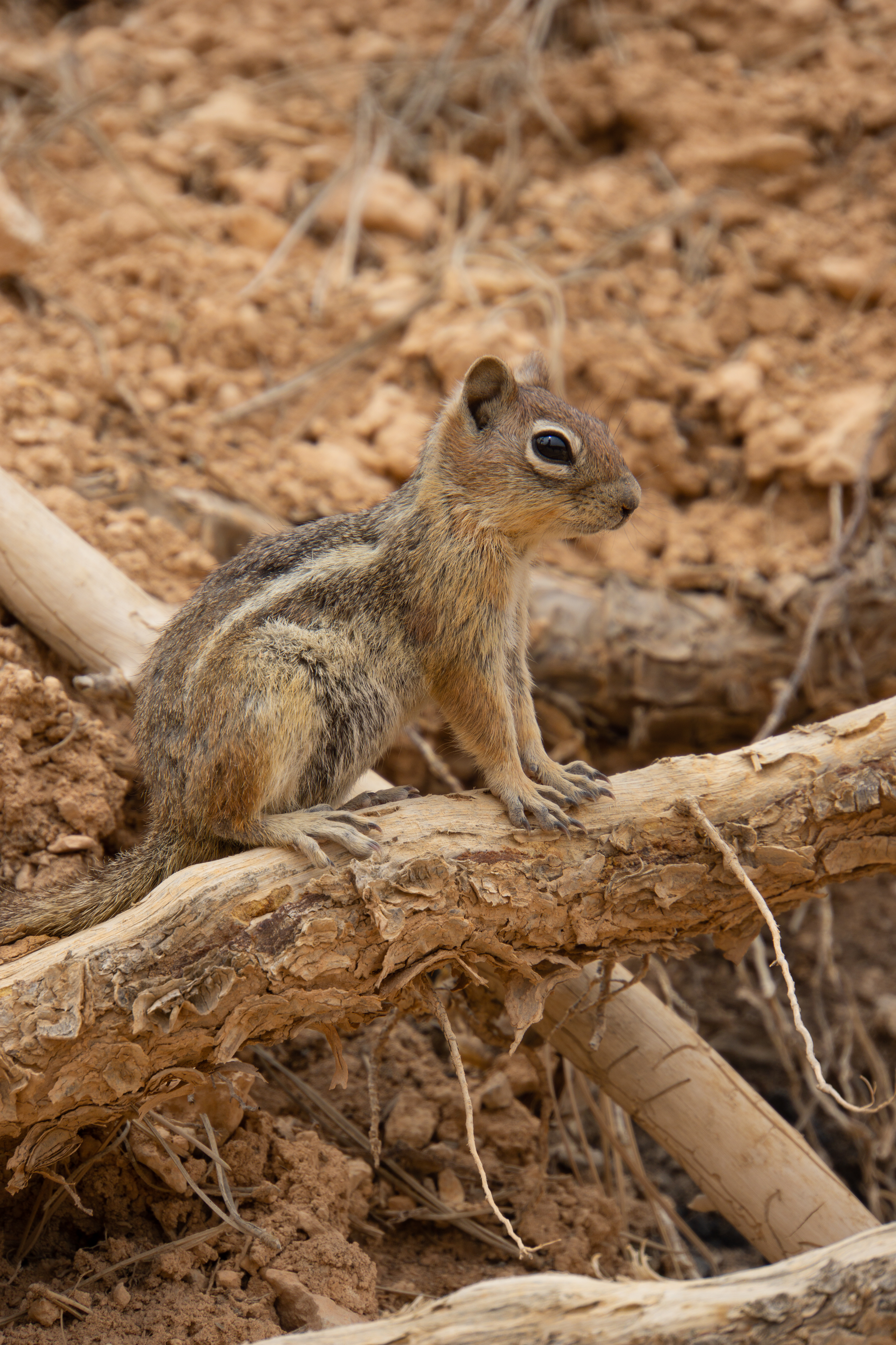 US National Parks 2022 7